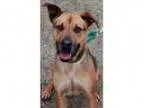 Adopt Zoe a German Shepherd Dog