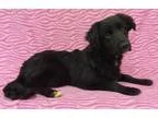 Adopt Lilly a Labrador Retriever