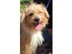 Adopt Grace - adorable a TanYellowFawn - with White Cairn Terrie