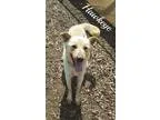 Adopt Babies - Piglet a Border Collie Terrier