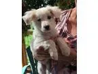 Adopt Layla a Australian Shepherd