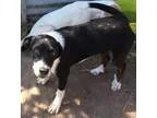 Adopt Sukie a Border Collie