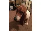 Adopt Daisy a Tricolor (TanBrown and Black and White) Basset Hou