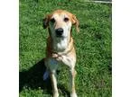 Adopt Rosie Lee a RedGoldenOrangeCh estnut - with White Hound (U