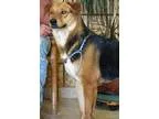 Adopt Lady a German Shepherd Dog