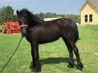 100 Friesian Filly