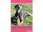 Adopt Starla (senior discount) a Brindle Plott Hound  Treeing Wa