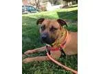 Adopt Jackson a BrownChocolate - with White Pit Bull Terrier  La