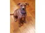 Adopt Amato a BrownChocolate - with White Labrador Retriever  Te