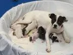 Adopt Chessie a Boxer