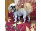 Adopt Jake from State Farm a White Shih Tzu  Mixed dog in Waco T