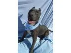 Adopt Maddox a GraySilverSalt and Pepper - with White American S