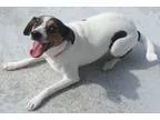 Adopt Blossom a Beagle Jack Russell Terrier