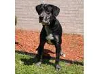 ABC - All The Best Care - Pet Sitting