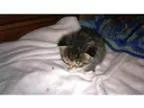 Adopt Patience s Charity kit a Domestic Short Hair