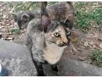 Adopt Hazel a Tortoiseshell Domestic Shorthair (short coat) cat 