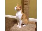Adopt Orange Jello a Orange or Red (Mostly) Domestic Shorthair  