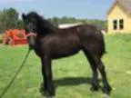 Hypnosis, Reiki, Psychic