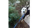Adopt Bailee a Border Collie