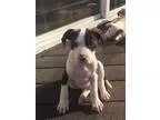 Adopt Boston a White - with Brown or Chocolate Boxer  Mixed dog 