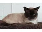 Petey Needs a New Home