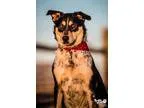 Adopt Dana a Cattle Dog Border Collie