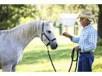 Arena Horse for Sale