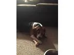 Need Help with Credit!! - Price: Free