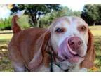 Adopt HAROLD a Basset Hound Beagle