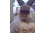 Adopt Marley a Angora Rabbit