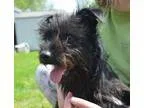 Adopt Keifer a BrownChocolate Terrier (Unknown Type Medium)  Mix