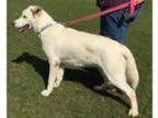 Adopt Snowball a German Shepherd Dog Collie