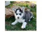 Adorablesiberian husky puppies for adop