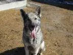 Adopt Connie a German Shepherd Dog