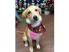 Adopt Trixie II a TanYellowFawn Golden Retriever  Mixed dog in B