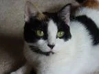 Adopt Emma a Calico or Dilute Calico Domestic Shorthair (short c