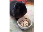 Adopt Dora a Holland Lop