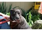 Adopt Dozer a Pit Bull Terrier