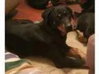 Adopt Hedy a Rottweiler