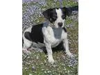 Adopt Tonka a Jack Russell Terrier
