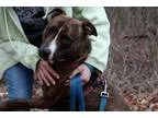 Adopt Pippa a Pit Bull Terrier