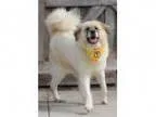 Adopt Hilda a Akita Great Pyrenees
