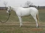 Well Trained APHA Gelding