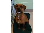 Adopt Kena a BrownChocolate Boxer  Mixed dog in Incline Village 