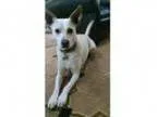 Adopt Lula a Carolina Dog