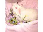 Adopt Begonia a Guinea Pig