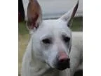 Doberman Pinschers in Los Angeles County