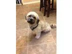 Adopt Colby a Lhasa Apso
