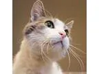Adopt Mr. Fuzzy Britches a Domestic Short Hair