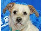 Adopt Bobby a Terrier